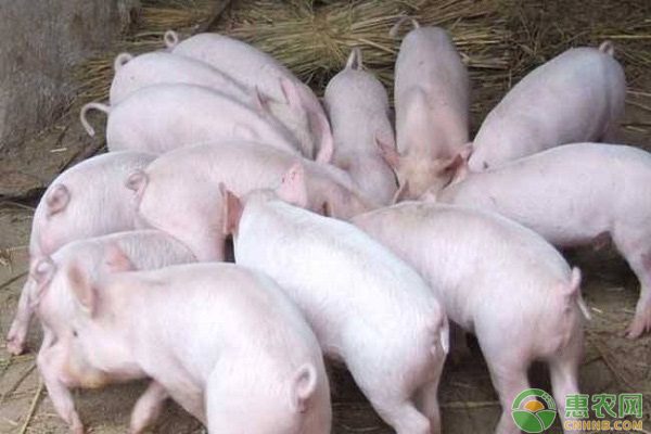 浅谈零排放生态养猪模式的发展前景 浅谈零排放生态养猪模式的发展前景-图片版权归惠农网所有