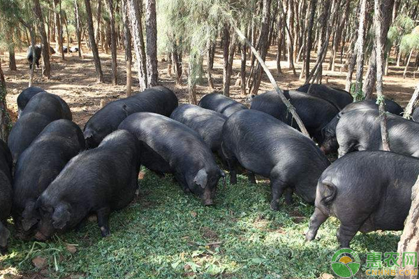 生态猪养殖挣钱吗?怎么养?(附管理模式)-图片版权归惠农网所有
