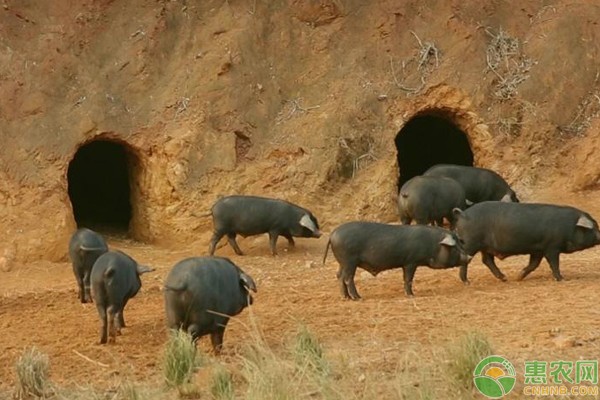 生态猪养殖挣钱吗?怎么养?(附管理模式)-图片版权归惠农网所有