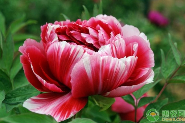 朱槿牡丹的修剪方法-图片版权归惠农网所有