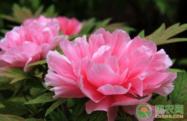 牡丹花 牡丹怎么种植?牡丹栽培大田管理技术详解-图片版权归惠农网所有