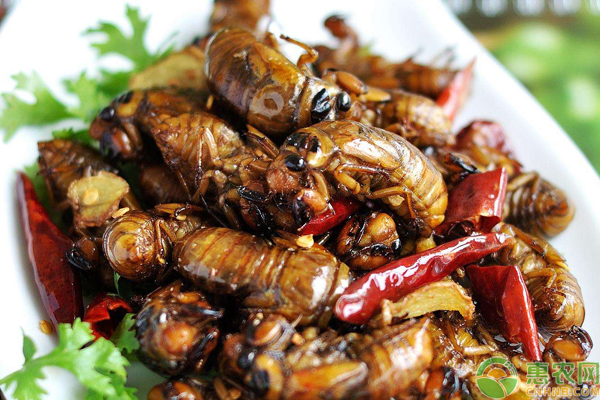 知了猴怎么养?浅谈知了猴的养殖前景与养殖技术 知了猴怎么养?浅谈知了猴的养殖前景与养殖技术-图片版权归惠农网所有