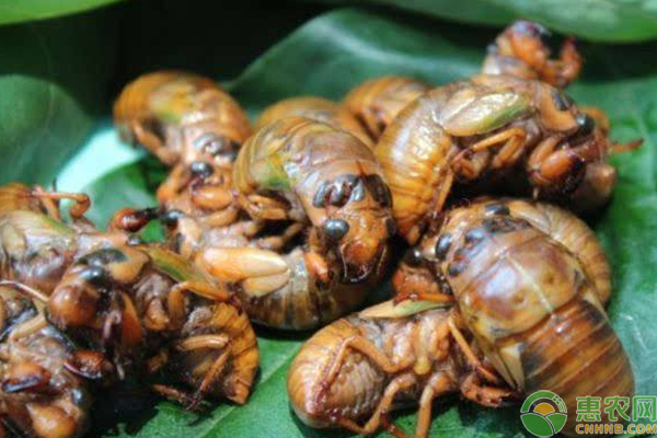 浅谈知了猴的养殖前景与养殖技术 知了猴怎么养?浅谈知了猴的养殖前景与养殖技术-图片版权归惠农网所有